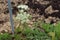 Sweet cicely in the garden