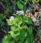 Sweet Cicely, Myrrhis odorata