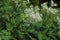 Sweet Cicely, Myrrhis odorata.