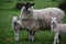 Sweet Close Up Look at a Family of Sheep