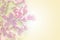 Sweet color petal branch with spring rose lilac flowers on yellow romantic background