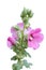 Sweet colorful pink hollyhock blooming and green bud flowers.