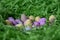 Sweet colourful candy eggs in green grass nest.