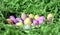 Sweet colourful candy eggs in green grass nest.