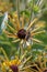 Sweet coneflower with honey bee, Rudbeckia subtomentosa Henry Eilers