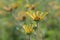 Sweet coneflower Rudbeckia subtomentosa Henry Eilers, budding flowers