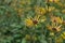 Sweet coneflower Rudbeckia subtomentosa Henry Eilers, buds and flowers