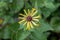 Sweet coneflowers from above, Rudbeckia subtomentosa Henry Eilers