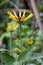 Sweet coneflowers and buds, Rudbeckia subtomentosa Henry Eilers