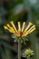 Sweet coneflowers close-up, Rudbeckia subtomentosa Henry Eilers