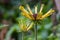 Sweet coneflowers, Rudbeckia subtomentosa Henry Eilers