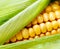 Sweet corn closeup