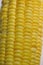 Sweet corn on the cob. Closeup of sweet corn maize. Sweet corn maize kept for sale in the market. Texture of cereals on corn maize