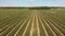 Sweet corn field , aerial view.