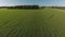 Sweet corn field , aerial view.