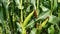 Sweet corn, green full grown many corn plant with green leaves and corn on the cob in leaves hauled in on the corn field. maize pl