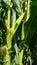 Sweet corn, green full grown many corn plant with green leaves and corn on the cob in leaves hauled in on the corn field. maize pl