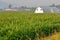 Sweet Corn and Landscape Rural View