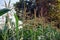 sweet corn production field at harvest time