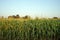 sweet corn production field at harvest time