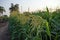 sweet corn production field, tasseling