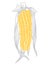 Sweet Corn Unique Vector Drawing Design