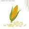 Sweet Corn with Vitamin B and Minerals