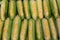 Sweet Corns on a Cob Closeup