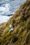 Sweet couple of white seagulls on cliffs and skogafoss waterfall in Iceland.