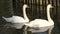 Sweet Couple of White Swans on the Water. 4K UltraHD, UHD