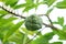 Sweet custard apple in Thailand