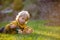 Sweet cute blond child, toddler boy, riding tricycle with little chicks in garden, playing with baby birds