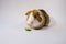 Sweet, cute guinea pig eats cucumber in close view, closeup shot. Brown, white, curious  pet, guinea pig, white background