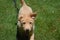 Sweet and Cute Toller Puppy Dog Looking Up