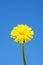 sweet dandelion in the blue sky background
