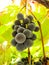 Sweet dark blue grapes on a grapevine