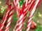 Sweet Delights: Candy Cane Picture Perfect for Your Home