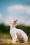 Sweet Devon Rex Cat Funny Curious Young White Devon Rex Kitten In Grass. Short-haired Cat Of English Breed. Very Small