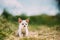 Sweet Devon Rex Cat Funny Curious Young White Devon Rex Kitten In Grass. Short-haired Cat Of English Breed. Very Small