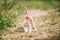 Sweet Devon Rex Cat Funny Curious Young White Devon Rex Kitten In Grass. Short-haired Cat Of English Breed. Very Small