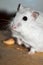 Sweet djungarian hamster, eating a pistacchio nut, standing on a wooden chair and looking straight