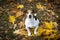 Sweet dog sitting in autumn leaves and look in your eyes