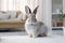 Sweet domestic bunny: indoor home portrait