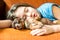 Sweet dream. Toy-terrier dog sleeping with her girl owner