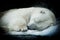 Sweet dreams of a polar bear, isolated on black background.