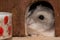 Sweet dwarf hamster looks out of hiding place