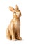 sweet easter rabbit figure isolated on whte background