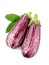 Sweet eggplant vegetables