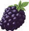 Sweet Elegance: A Simple and Minimalist Cartoon Illustration of a Realistic Blackberry