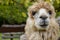 The sweet eyes Alpaca.